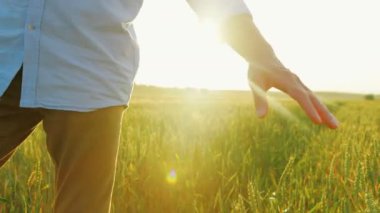 Babası küçük kıvırcık oğlu yeşil buğday alanında günbatımı üzerinde yürüme ile. Yakın çekim