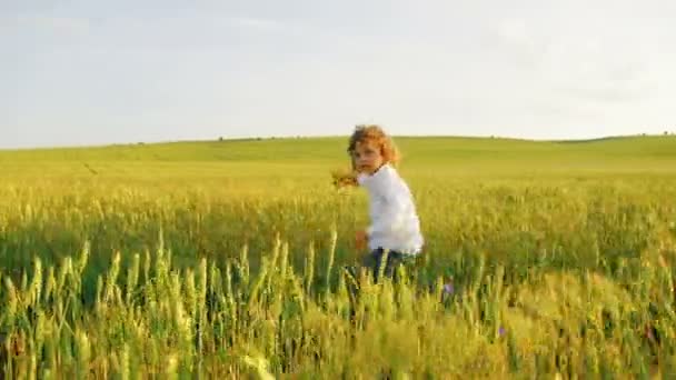 Petit garçon bouclé courant dans le champ vert avec jouet d'avion en bois. gros plan — Video