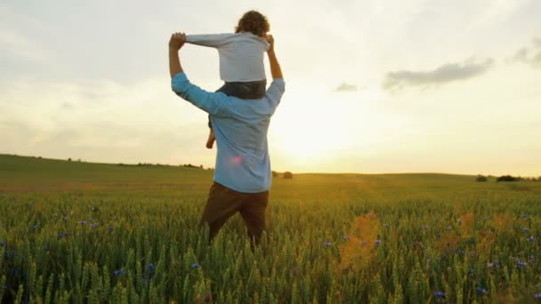 Feliz familia joven caminando en el campo de trigo verde. Joven padre sosteniendo a su hijo sobre los hombros. De cerca. — Vídeos de Stock