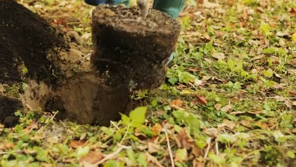 Close up. Hands planting a tree. Man puts the tree into a hole and then - puts some soil on the roots. Blurred background — Stock Video
