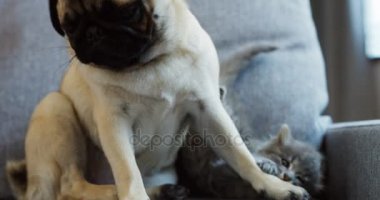 Gri kanepede güzel Evcil kapatın. Küçük köpek ve kedi kedi oynamak ve onlara sevecen kadının el. İçinde