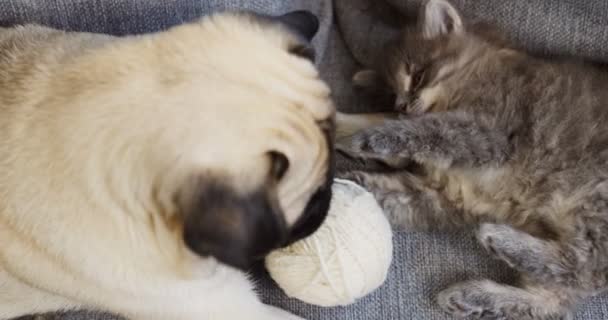 Kleine schattige hond en kat spelen met een bal voor de draad op de grijze bank. Close-up. Indoor. — Stockvideo