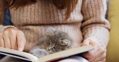 Gri bir küçük kedi kadının diz açık kitap üzerine oturan kapatın. Evde. İçinde