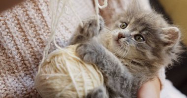 Gri kedi bir top womans elinde beyaz iplik ile oynarken, yakın çekim. Küçük komik kedi.