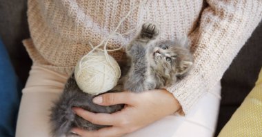 Küçük komik kedi kadının dizlerinin üstüne yalan beyaz iplik bir topla oynamayı kapatın. Kapalı