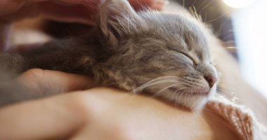 Kadının elinde şirin uyuyan pisi kedi köpek ağızlığı, yakın çekim. Güzel küçük evde beslenen hayvan