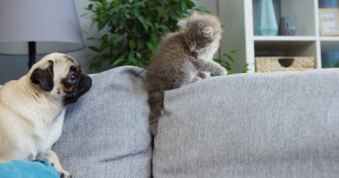 Sevimli küçük pug ve oturma ve oturma odasında gri kanepede atlama pisi portre vurdu. Yakın çekim. Kapalı
