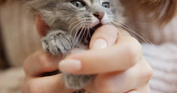 Close up van dames handen houden en spelen met een kleine schattige grijs kitty. Binnenshuis — Stockfoto
