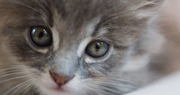 Close up de gatinhos cinzentos pequeno focinho olhando diretamente na câmera. Gato pequeno . — Fotografia de Stock