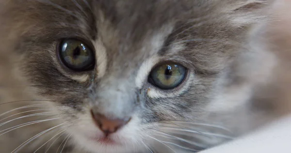 Nahaufnahme von grauen Kätzchen mit kleiner Schnauze, die direkt in die Kamera schauen. kleine Katze. — Stockfoto