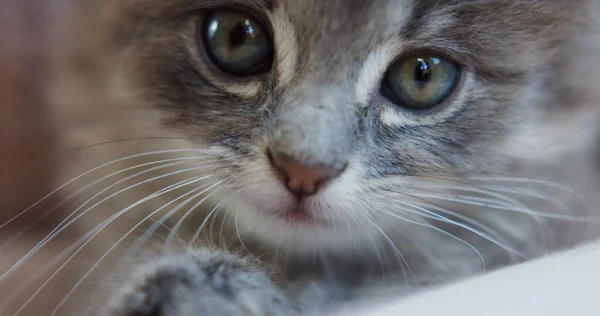 Grijze kitty-katten kleine snuit. Close-up. Kat op zoek recht in de camera. — Stockfoto