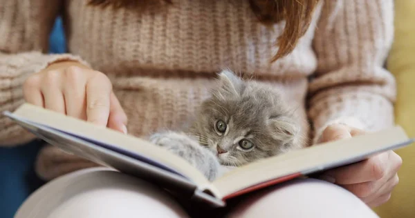 Zbliżenie womans kolana z otwartej książki i cute kitty gry na nim. Wewnątrz. — Zdjęcie stockowe