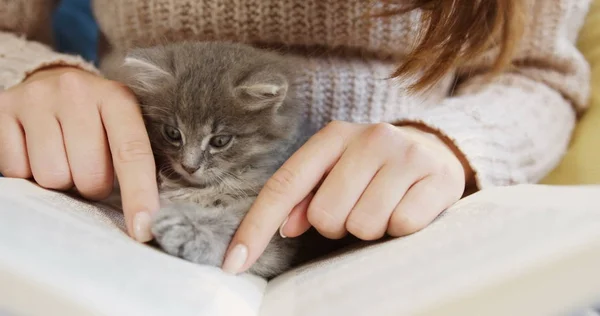 Großaufnahme von Frauenhänden, die ein Buch halten und es lesen. kleine süße graue Katze zwischen den Händen. drinnen. — Stockfoto