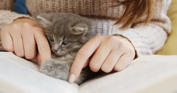 Großaufnahme von Frauenhänden, die ein Buch halten und es lesen. kleine süße graue Katze zwischen den Händen. drinnen. — Stockfoto