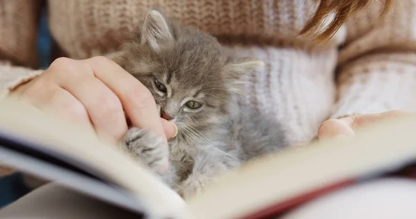 Nahaufnahme einer niedlichen kleinen grauen Katze, die eine Frauenhand leckt und auf dem Buch einschläft. drinnen — Stockfoto