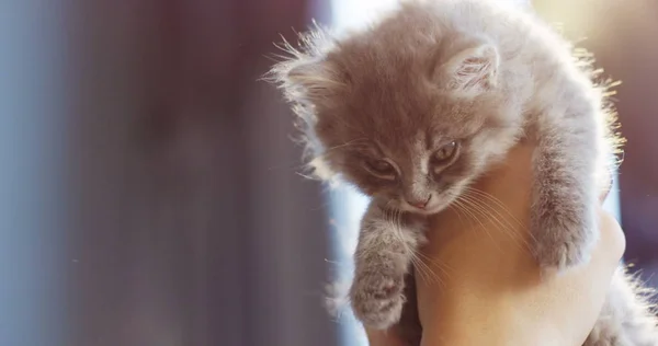 Close up de mãos femininas segurando um pequeno gatinho cinza no fundo da luz solar. Interior — Fotografia de Stock