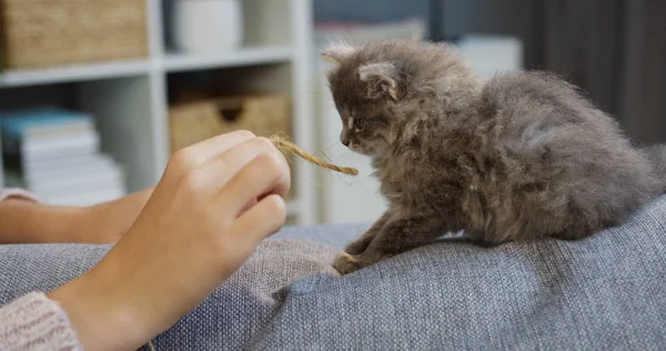 Nahaufnahme von Frauenhänden, die mit einer süßen Kätzchen-Katze spielen und auf dem Sofa im gemütlichen Wohnzimmer einfädeln. drinnen — Stockfoto