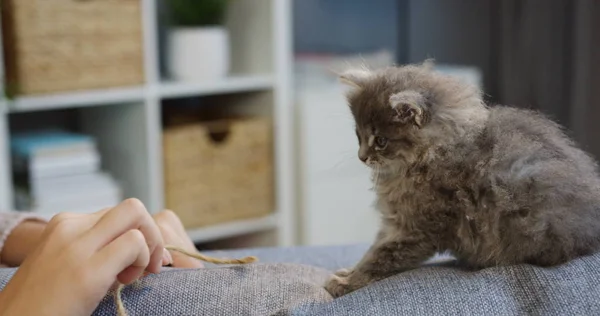 Nahaufnahme von Frauenhänden, die mit einer süßen Kätzchen-Katze spielen und auf dem Sofa im gemütlichen Wohnzimmer einfädeln. drinnen — Stockfoto