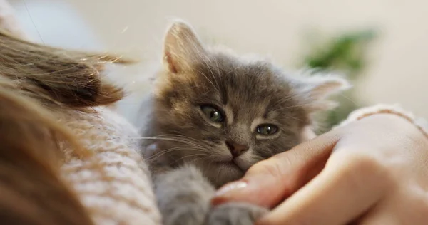 Close-up van een schattige kleine grijze kitty lyingin de dames handen die strelen het. Binnenshuis — Stockfoto