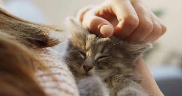 Close up of a cute small grey kitty lyingin the womans hands which stroking it. Indoors — Stock Photo, Image