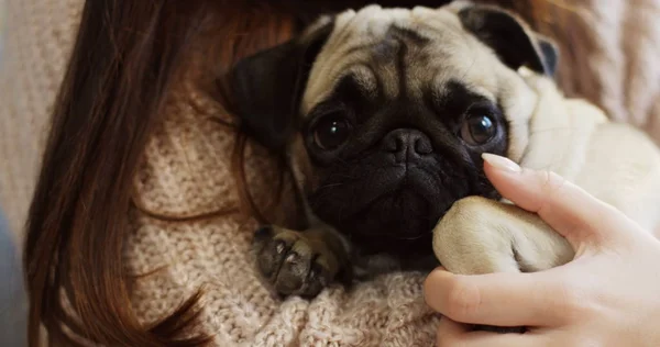 Close up of cute little pug looking sadly into the camera while lying on the womans hands. Indoor — Stock Photo, Image