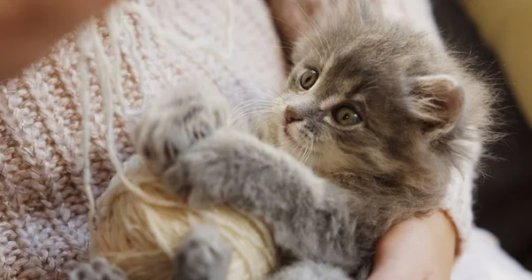 Close up of grey pussycat playing with a ball of white thread in the womans hands. Small funny cat. — Stock Photo, Image