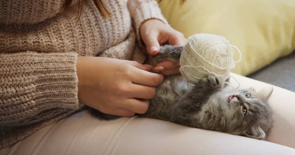 Nahaufnahme eines grauen Kätzchens, das auf dem Rücken liegt und mit einem Fadenball auf den Knien der Frau spielt. — Stockfoto