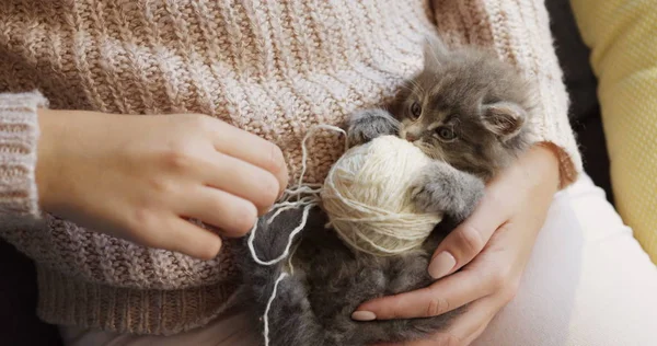 A grey little kitty lying on its back and looking at the womans hands playing with a thread. Indoors