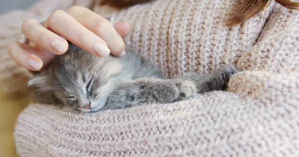 Крупным планом миленькая кошечка спит на женских руках в тёплом розовом свитере. В помещении — стоковое фото