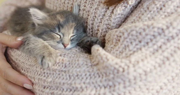 Lindo gatito durmiendo en las manos de las mujeres en el suéter rosa. Adentro. de cerca — Foto de Stock