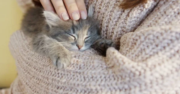 Niedliche kleine Pussycat, die auf den Händen der Frauen im rosa Pullover schläft. innen. Nahaufnahme — Stockfoto