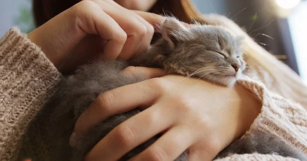 Nahaufnahme einer niedlichen schlafenden Kätzchen-Katze in den Händen der Frauen. Frau streichelt ihr liebes kleines Haustier. Innenräume — Stockfoto