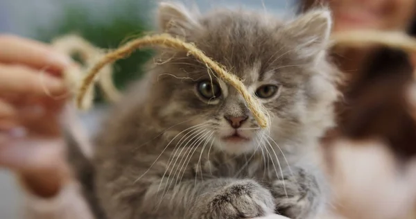 Feche-se de um focinho de um gatinho pequeno bonito que joga com um fio. Mãos femininas no fundo desfocado. Para dentro — Fotografia de Stock