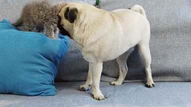 Sevimli köpek ve mavi bir yastık gri kanepenin üstünde yürüyen küçük yavru kedi. Yakın çekim. Küçük evcil hayvan. Kapalı