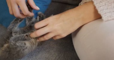 Gri küçük kedi yastık ve kadının elleri ile oynamanın arasındaki gri kanepede yatan kapatın. Kapalı
