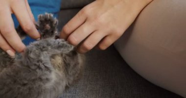 Küçük yavru kedi yastık ve kadının elleri ile oynamanın arasındaki gri kanepede yalan gri. İçeride. Yakın çekim