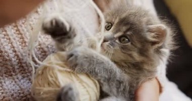 Gri kedi bir top womans elinde beyaz iplik ile oynarken, yakın çekim. Küçük komik kedi.