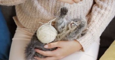 Küçük komik kedi kadının dizlerinin üstüne yalan beyaz iplik bir topla oynamayı kapatın. Kapalı