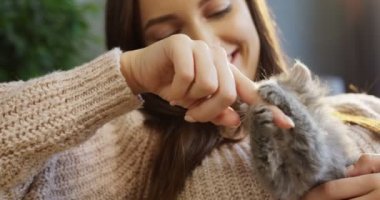 Küçük bir yavru kedi ve onun parmak ısırmaya çalışırken oynayan genç güzel kadın. Evde. Kapalı. yakın çekim. Portre