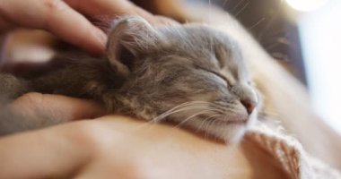 Kadının elinde şirin uyuyan pisi kedi köpek ağızlığı, yakın çekim. Güzel küçük evde beslenen hayvan