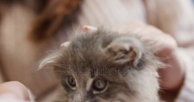 Kadın elinde hangi okşayarak oturan bir sevimli kedicik yakın çekim. Kapalı