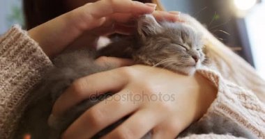 Bir sevimli uyuyan pisi pisi kadının elinde, yakın çekim. Kadın onun güzel küçük evde beslenen hayvan okşayarak. Kapalı