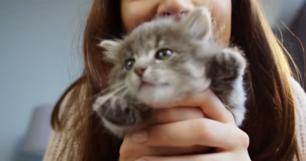 Close up de gatinho bonito em mãos de mulheres acenando suas patas. Mulher bonita segurando um gato de perto para a câmera. Interior — Vídeo de Stock