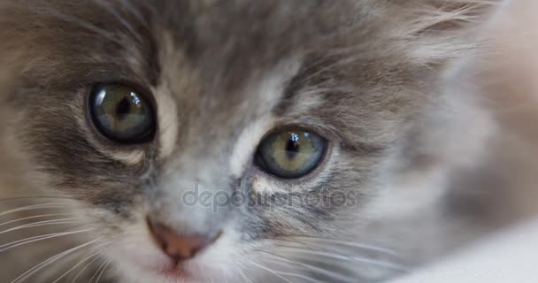 Close-up van grey kittens snuit beetje direct in de camera kijken. Kleine kat. — Stockvideo