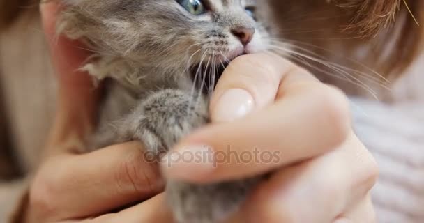 Acercamiento de las manos de las mujeres sosteniendo y jugando con un pequeño gatito gris lindo. En interiores — Vídeo de stock