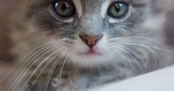 Grijze kitty-katten kleine snuit. Close-up. Kat op zoek recht in de camera. — Stockvideo