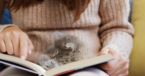 Κοντινό πλάνο της ένα γκρι μικρό γατάκι κάθεται στο άνοιξε βιβλίο στα γόνατα γυναικεία. Στο σπίτι. Στο εσωτερικό — Αρχείο Βίντεο