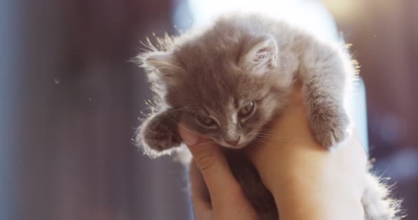 Primer plano de las manos de las mujeres sosteniendo un pequeño gatito gris sobre el fondo de la luz del sol. De interior — Vídeo de stock