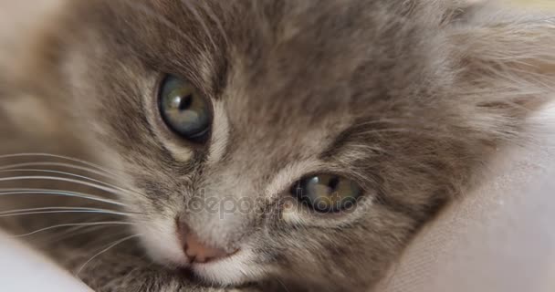 Закрыть серую киску намордника. Маленькая сонная кошка смотрит прямо в камеру . — стоковое видео