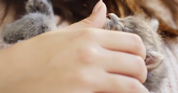 A cute small grey kitty-cat sleeping in the womans hands which caressing it. The cutest sleeping muzzle. Indoors — Stock Video